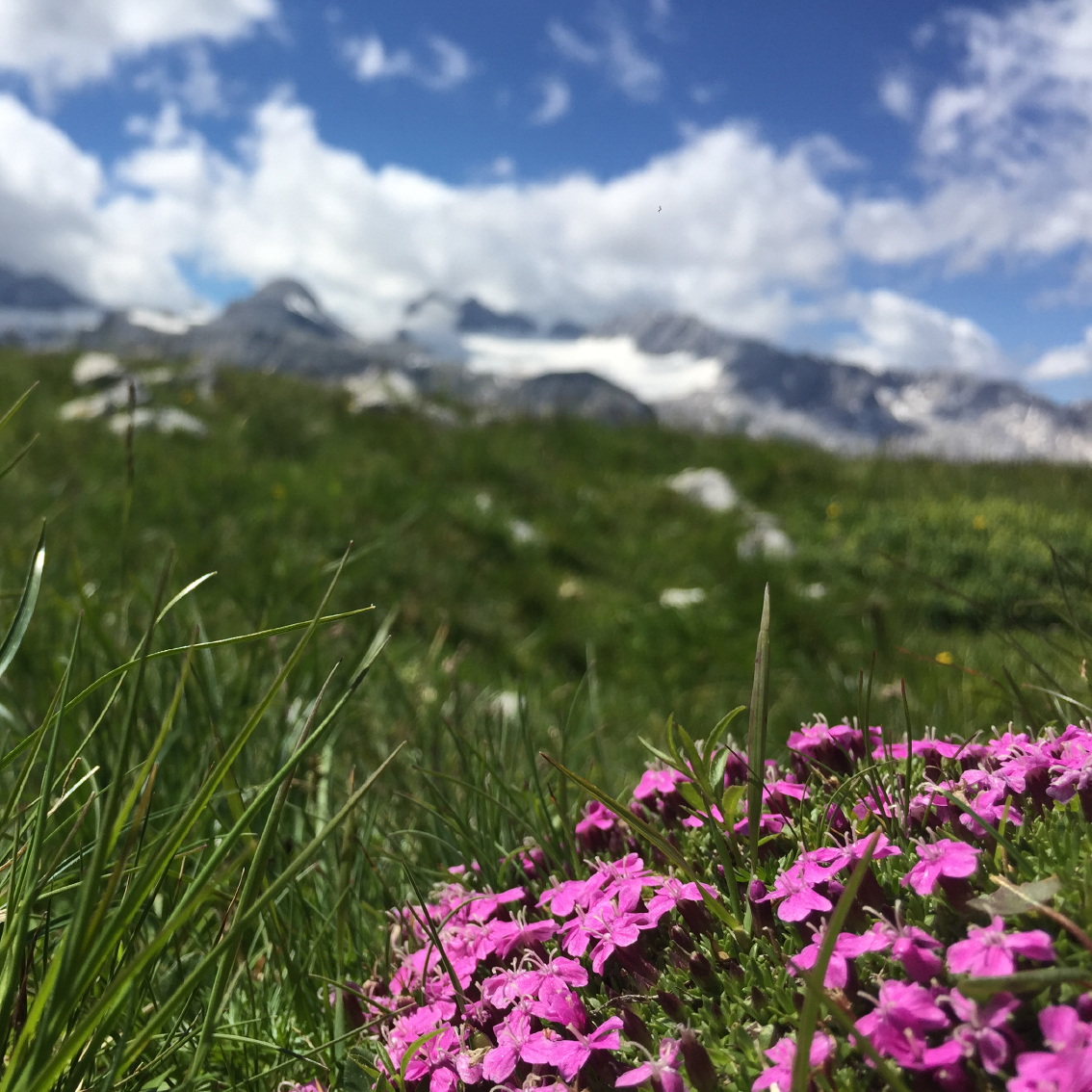 Urlaub in Österreich, Bergwiese, Blumen, Natur